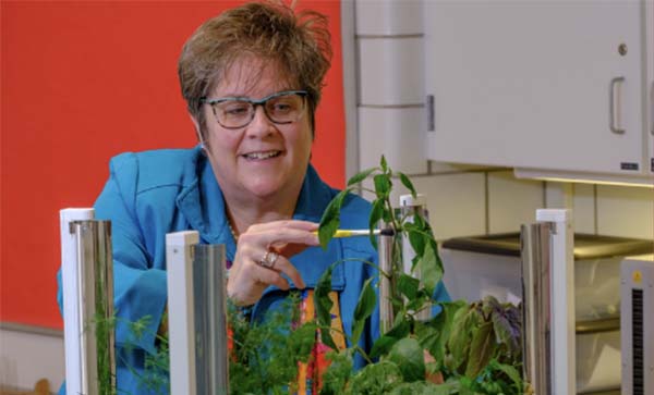 Nancy Parkinson trims a tall herb plant in the Phillips Hall test kitchen