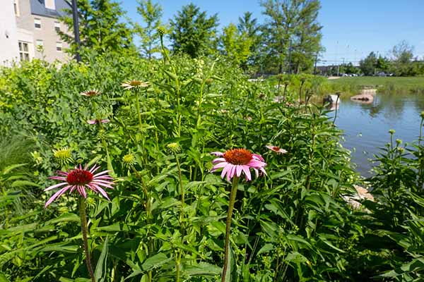 western upper pond with close p of pink coneflower