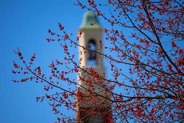 beta bell tower with tree branch buds in front