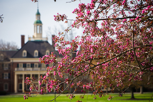 buds on tree in front of MacCracken Hall