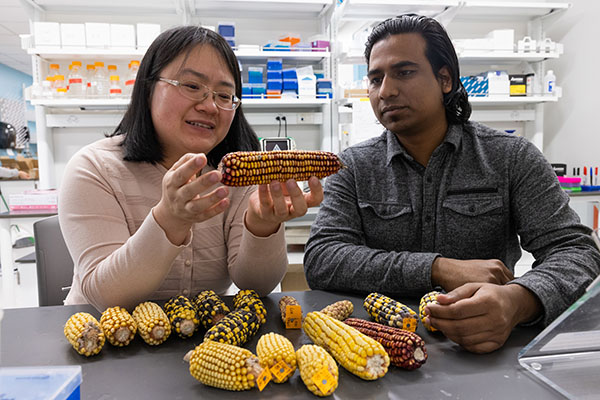 Meixia Zhao and Mahmood look at an ear of maize