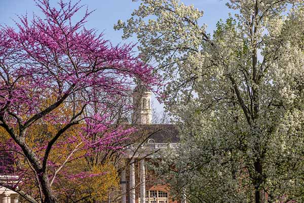Redbud in bloom and white blossoms in front of Harrison hall