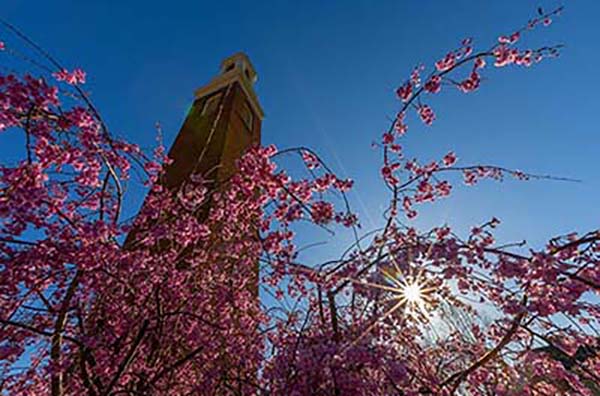 Bell tower in the sun framed by redbud branch