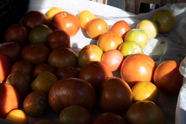 tomatoes in a ray of sun