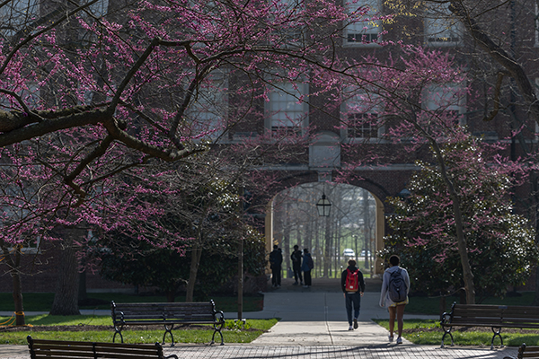 Redbud trees in bloom near Upham Hall 