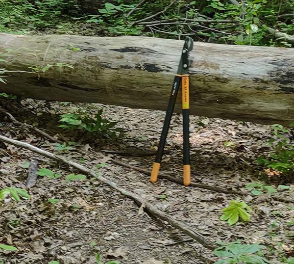 a sycamore tree log and loppers