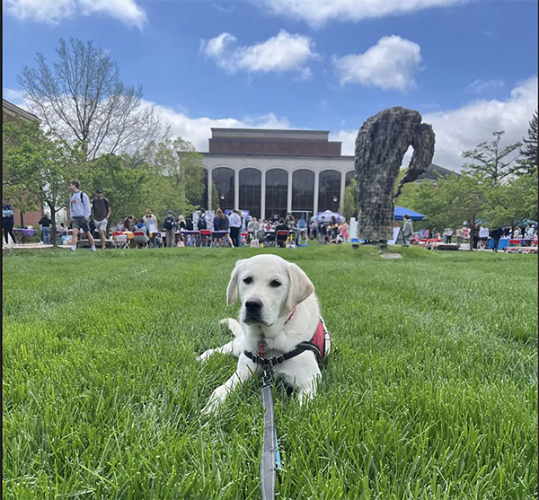 biscuit the dog on the lawn at cpa plaza