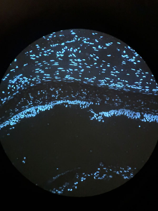 Image through a microscope for the spring photo contest