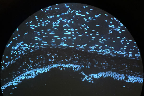 Image through a microscope for the spring photo contest