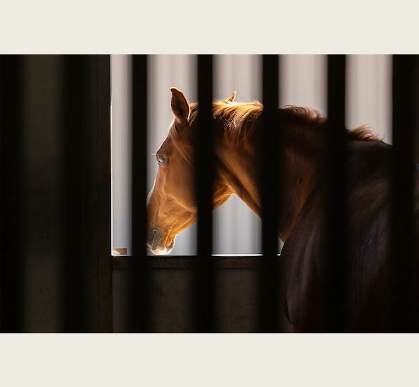 Fendy, one of the horses used in horse therapy, looks out the window of its stall at the Miami University Equestrian Center.