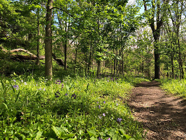 silvoor loop trail with some purple wildflowers