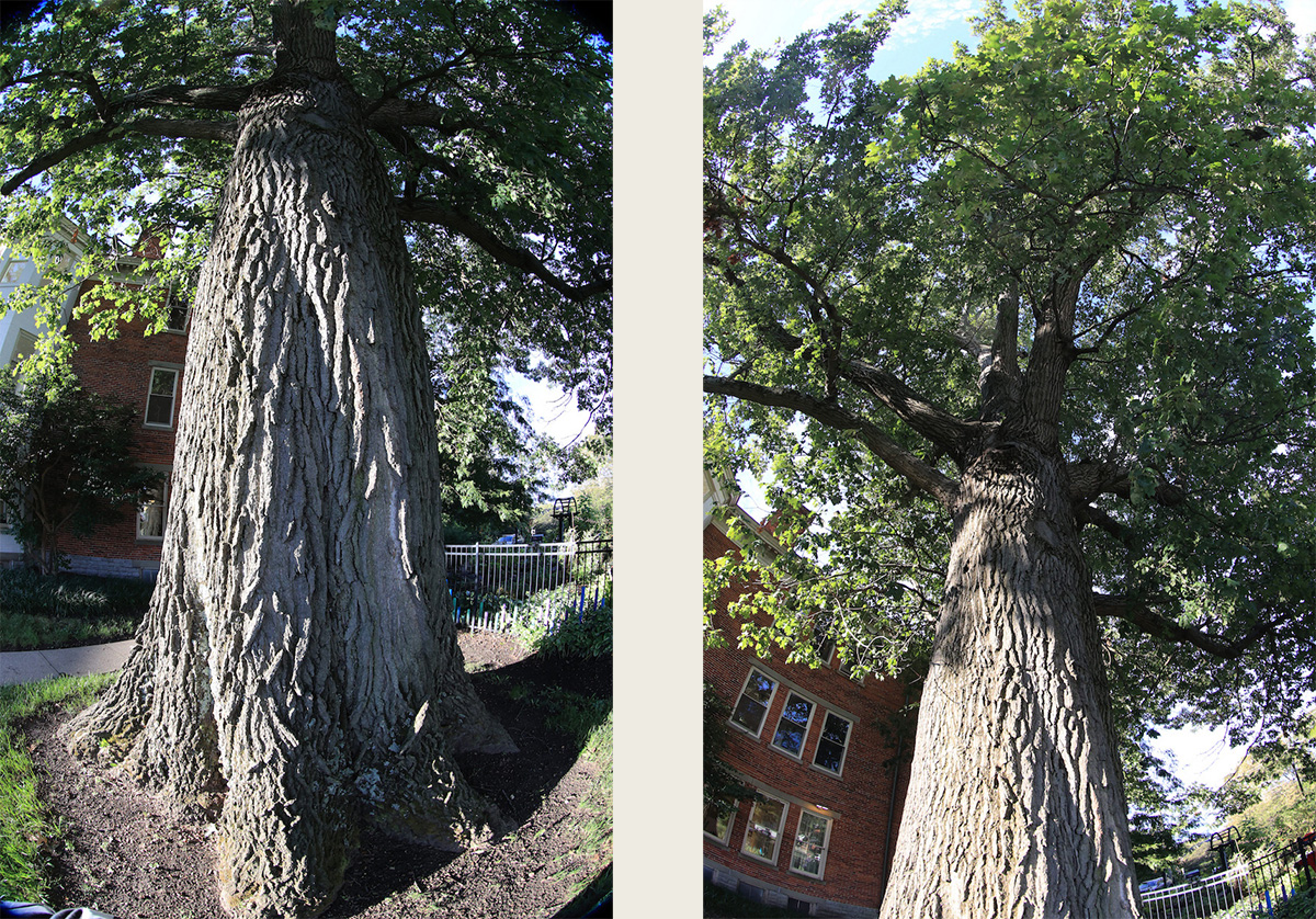 Two images - left iage shows a close up of the red oak's trunk; right image looks up into the tree's canopy