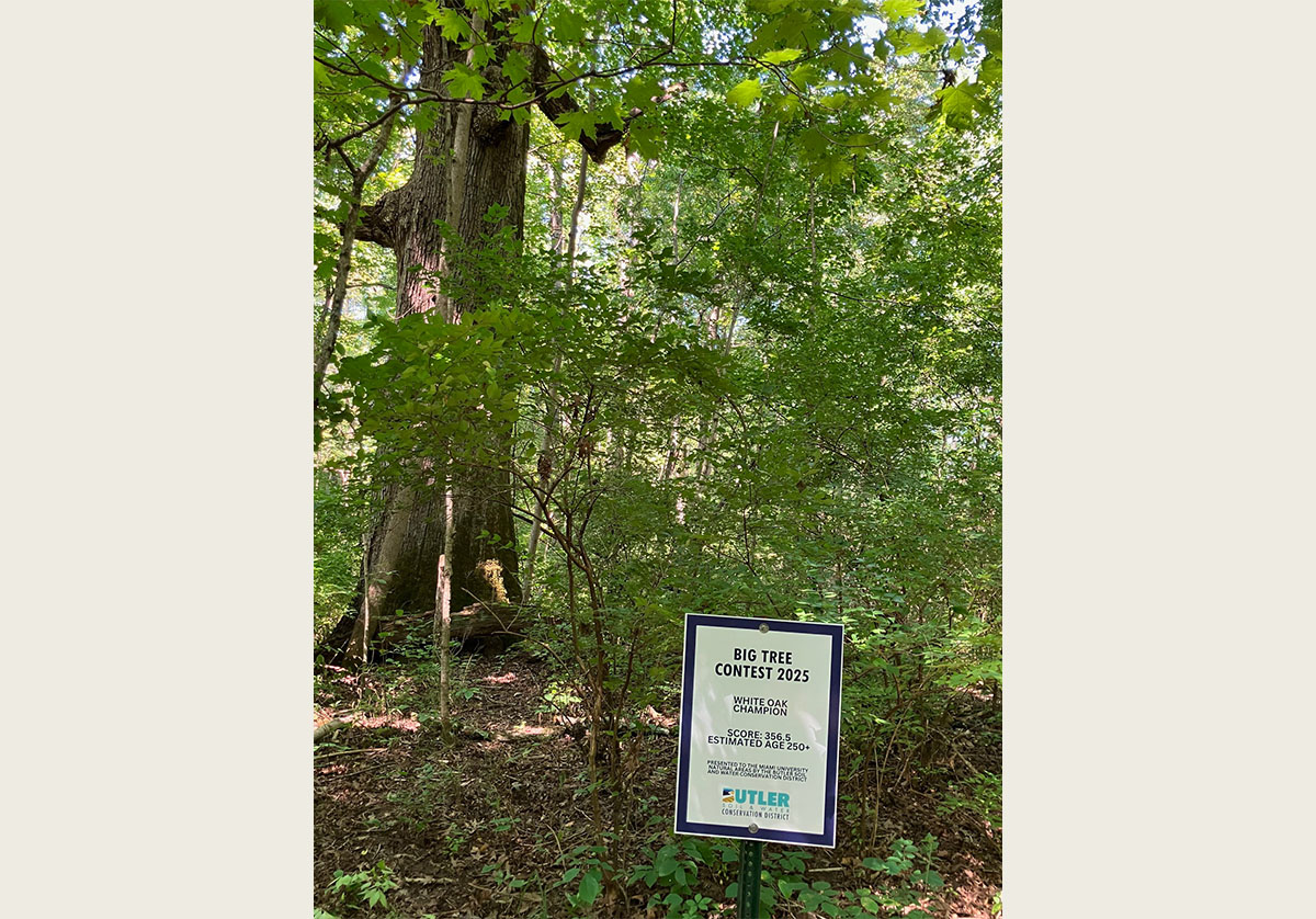 View of the champion white oak from the trail with smaller trees in front; and the sign indicating Big Tree Contest White Oak Champion and its measurements (photo by Jeff Sabo)